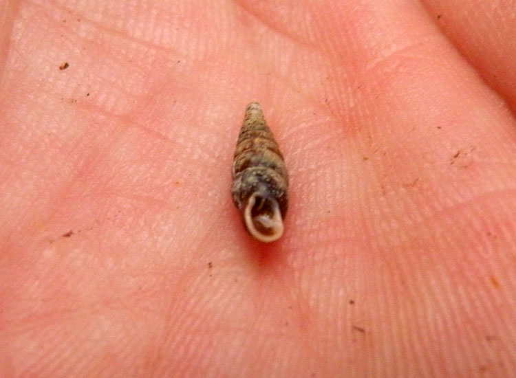 Dal Trentino: Clausiliidae indet